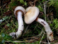 image of mushrooms
