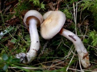 image of cortinarius #13