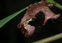 image of animal