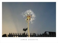 image of picket_fence