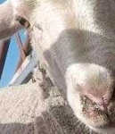 image of animal
