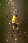 image of animal