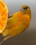 image of oriole