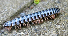 image of animal