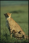image of cheetah