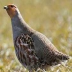 image of bird