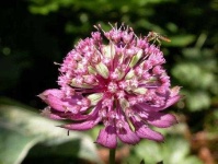 image of flower