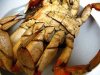 image of dungeness_crab
