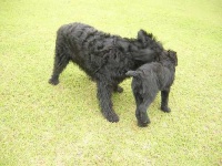 image of giant_schnauzer #16