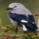image of bird