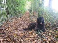 image of briard
