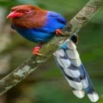 image of bird