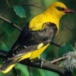 image of bird