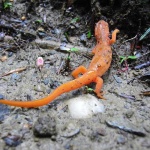 image of eft