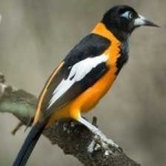 image of bird