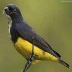 image of bird