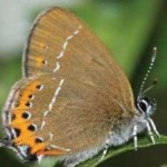 image of animal