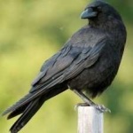 image of bird