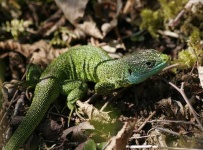 image of green_lizard