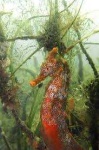 image of animal