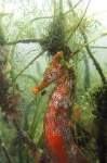 image of seahorse #25