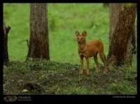 image of dhole