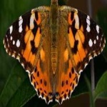 image of animal