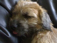 image of border_terrier #21