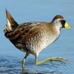 image of bird