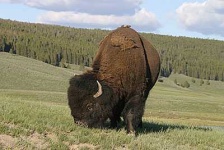 image of bison