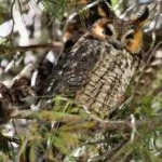 image of bird