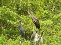 image of limpkin