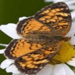 image of animal