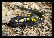 image of spotted_salamander
