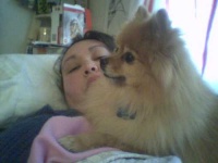 image of pomeranian