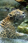 image of jaguar_car