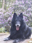 image of groenendael