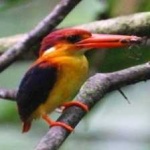 image of rufous_kingfisher #17