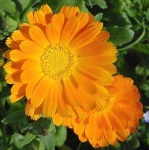 image of flower
