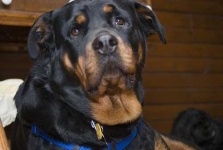 image of rottweiler