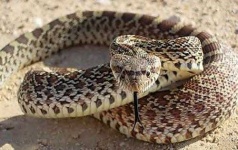 image of diamondback
