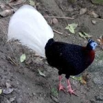 image of bird