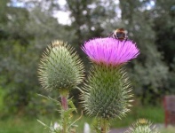 image of spear_thistle #42