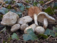image of mushrooms