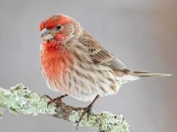 image of finch