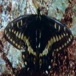 image of animal