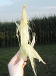 image of corn