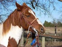 image of sorrel