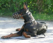 image of muzzle