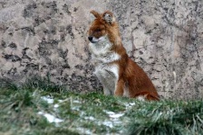 image of dhole